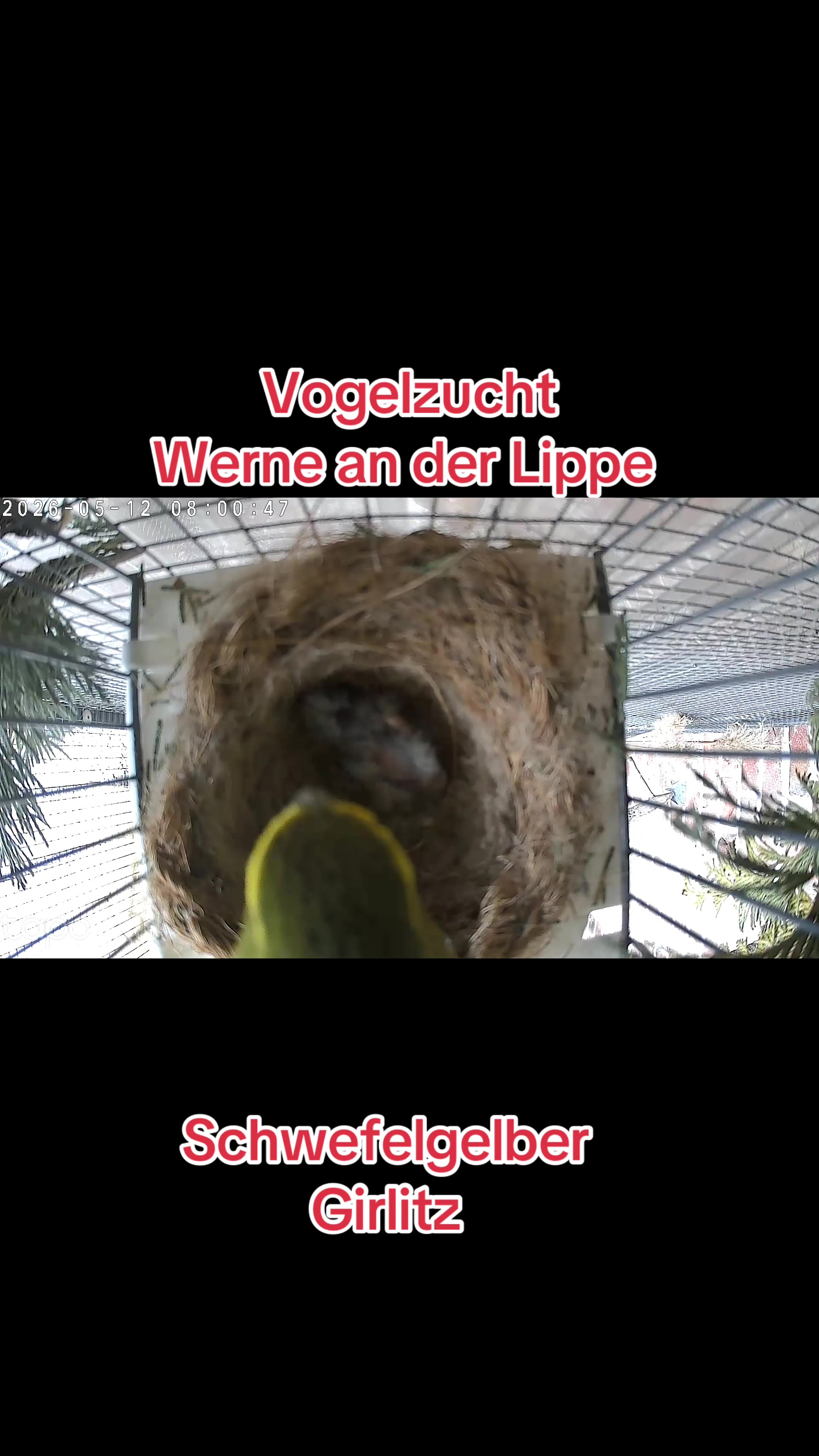 @Vogelzucht Werne an der Lippe