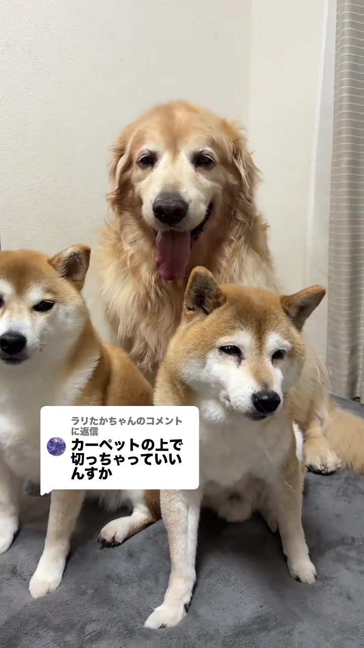 @ムックパパ🔶🐾