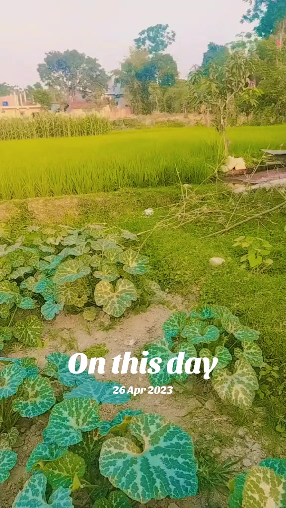 @laxmineupane0444