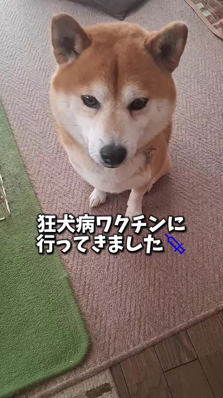 @柴犬リクママ