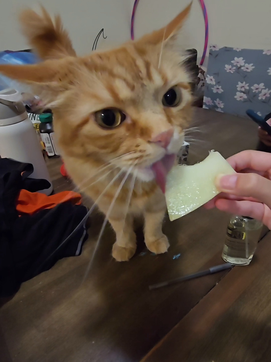 @Chuoru | Cats & Giggles