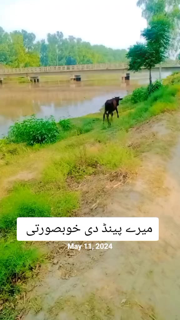 @moazam ali 4691