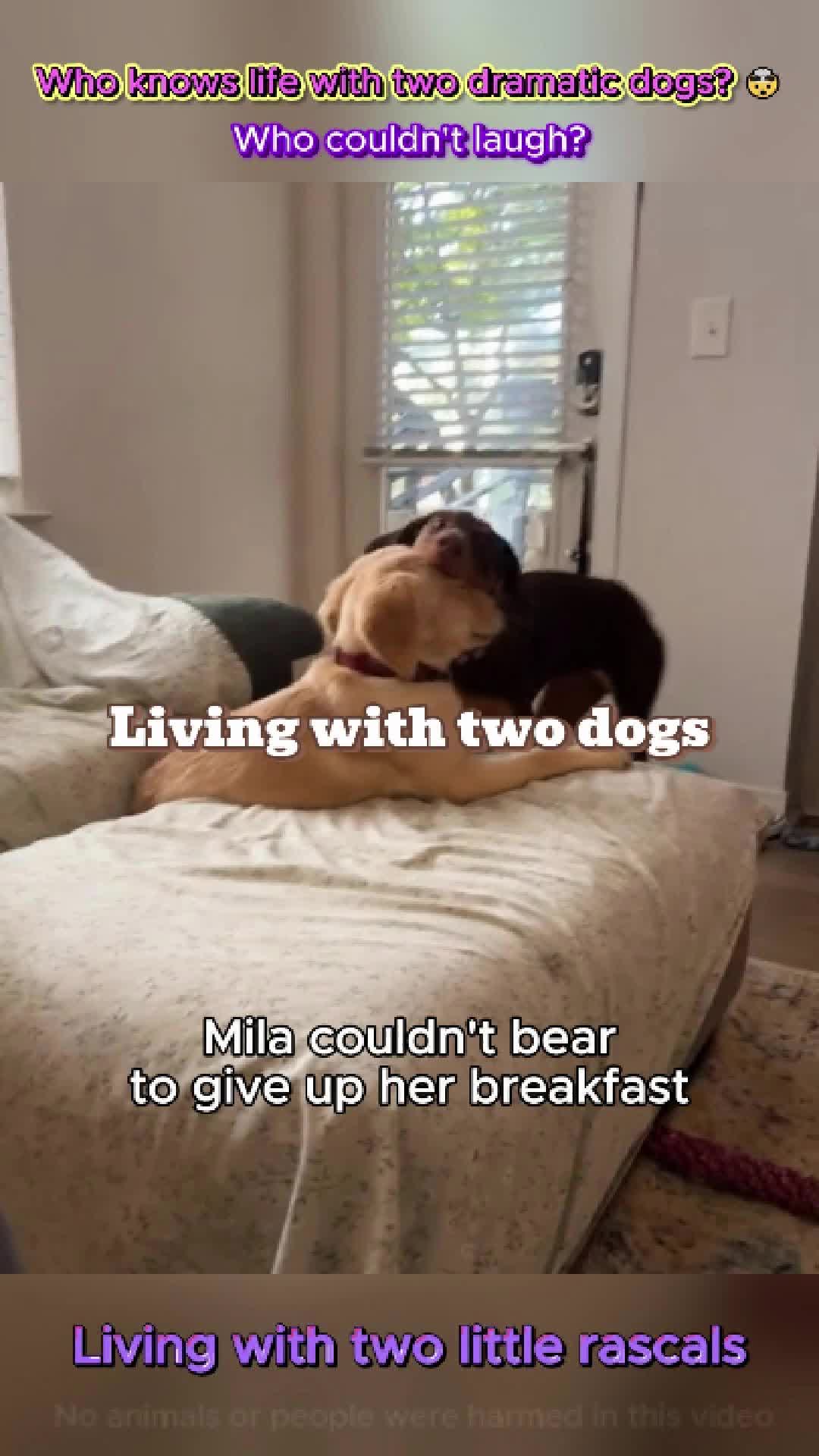 @pet.funny799