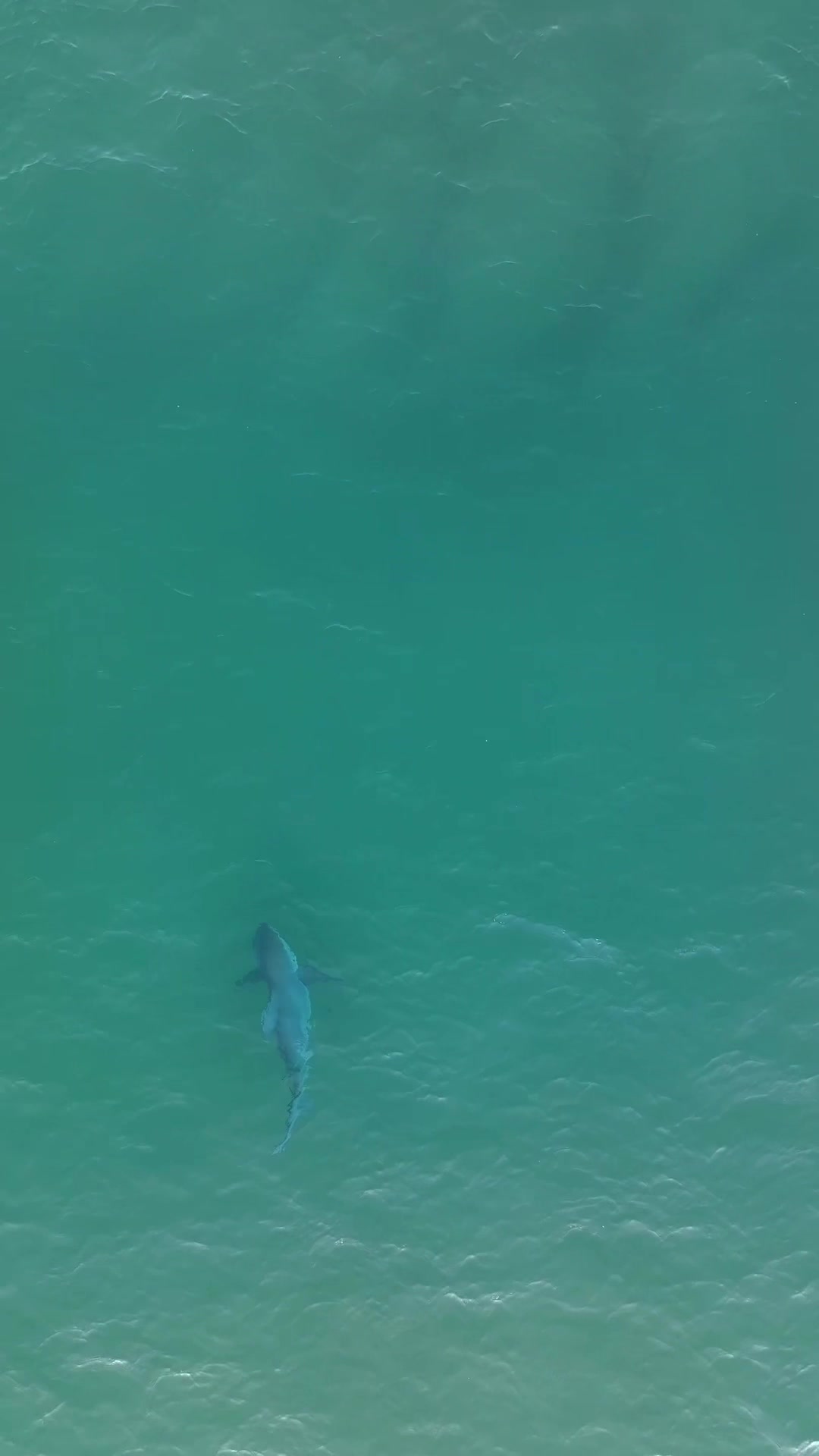 @Dronesharkapp