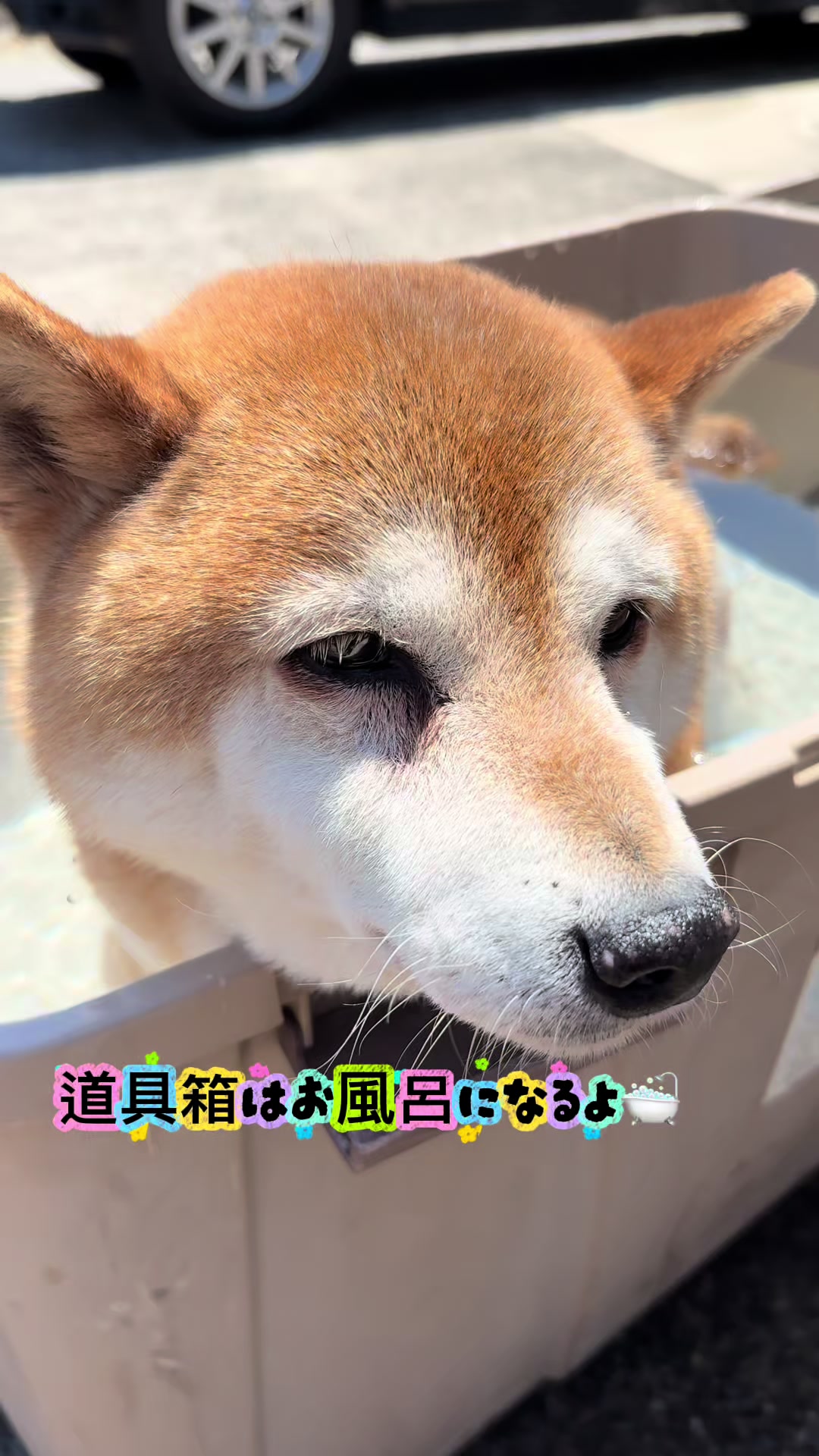 @ムックパパ🔶🐾