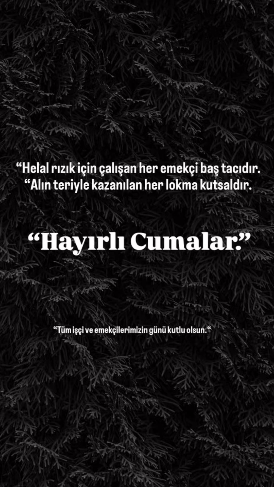@zerda elvan