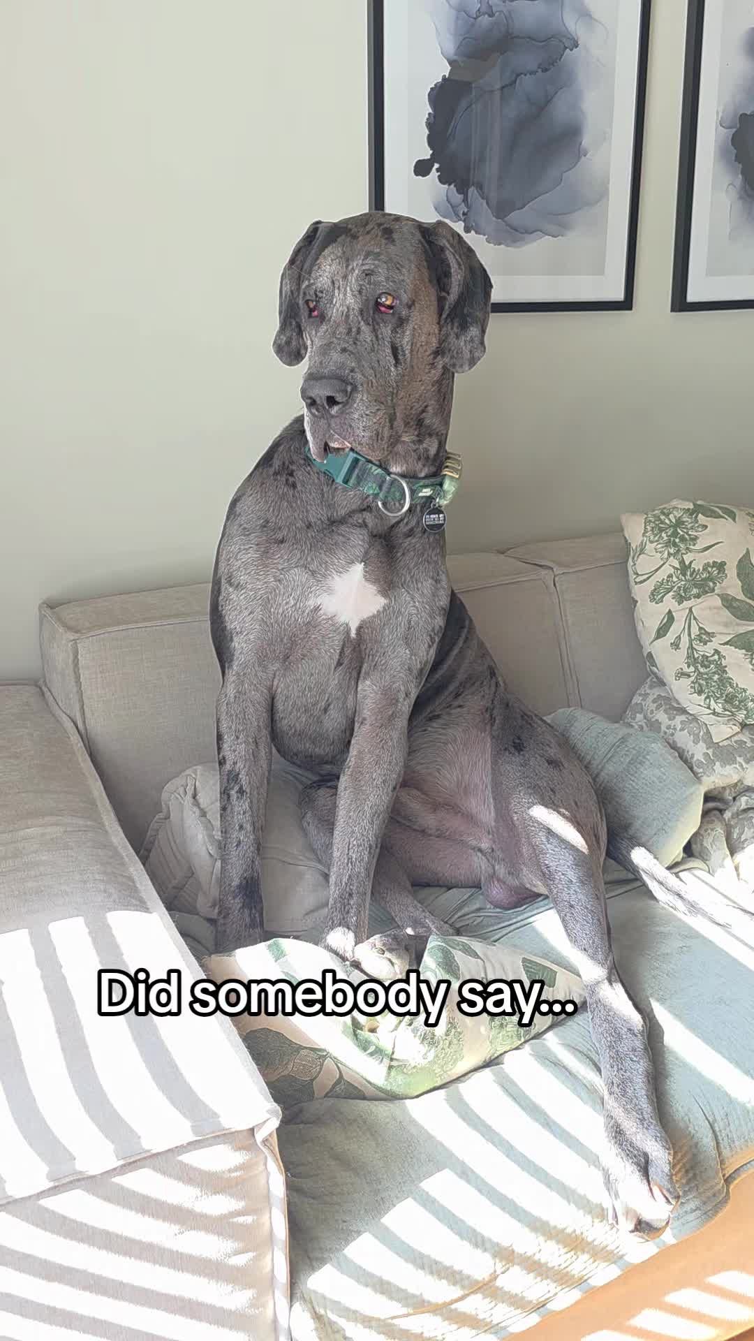 @Magnus the GREAT DANE