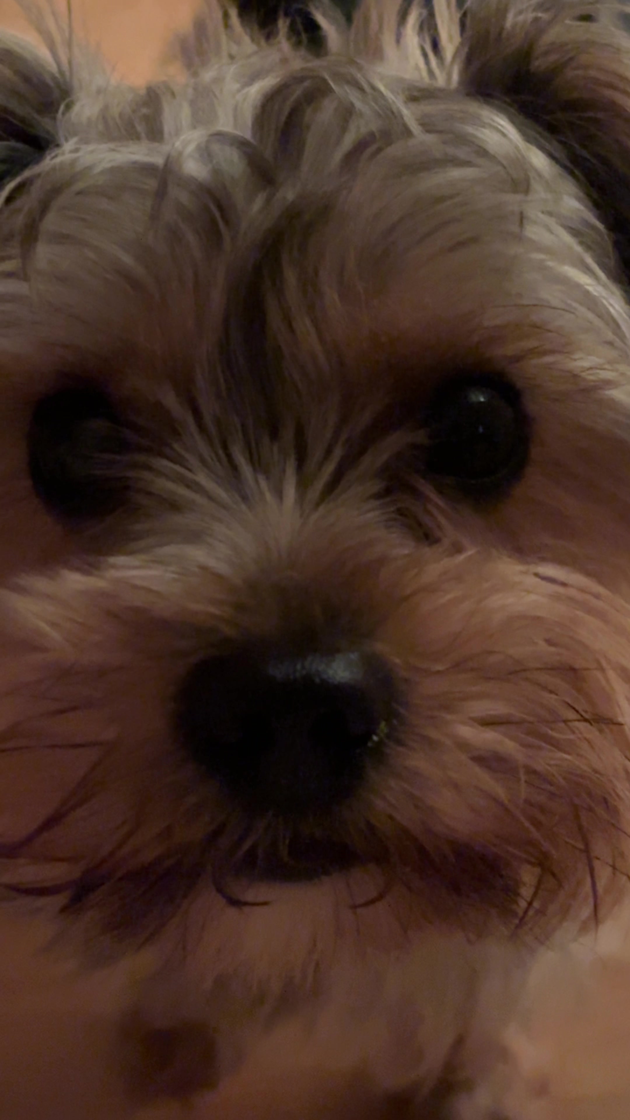 @Benjie the Yorkie