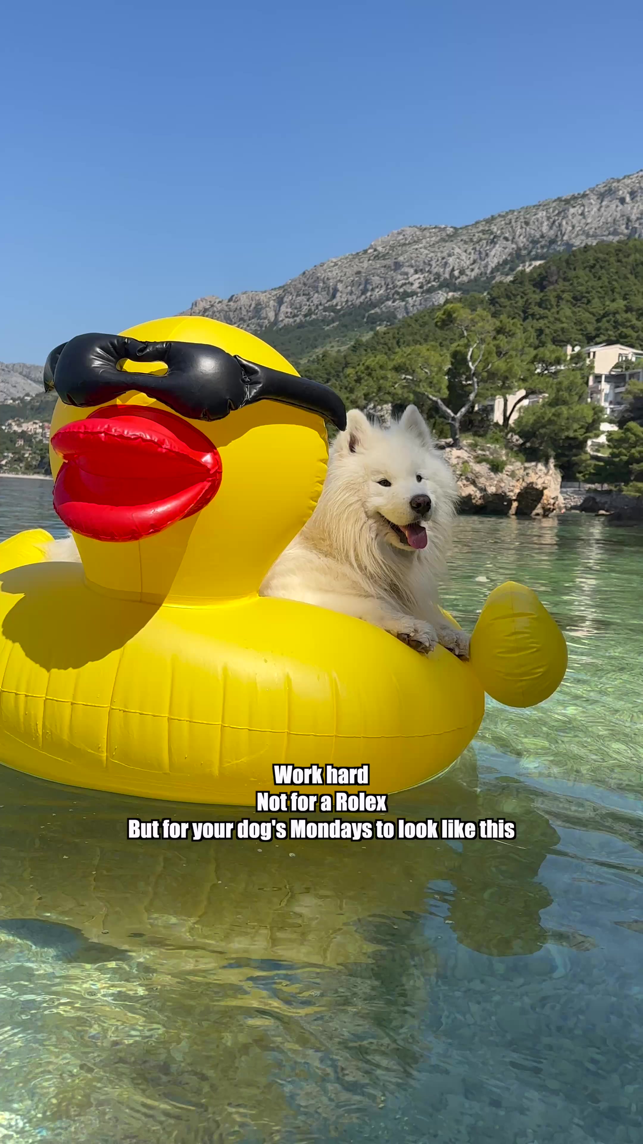 @wanderlust_samoyed
