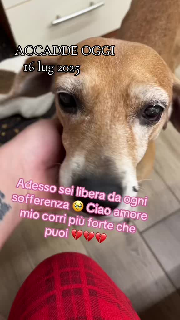 @Tanya Volontaria Animalista