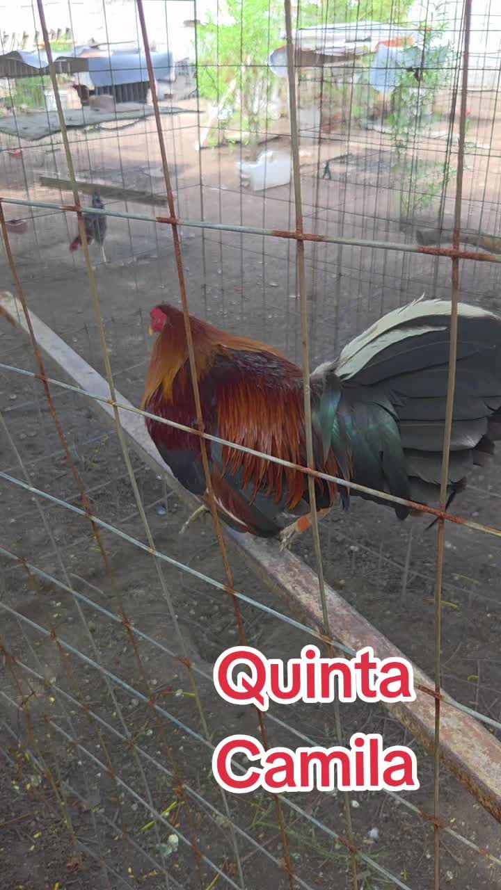 @Tavo M