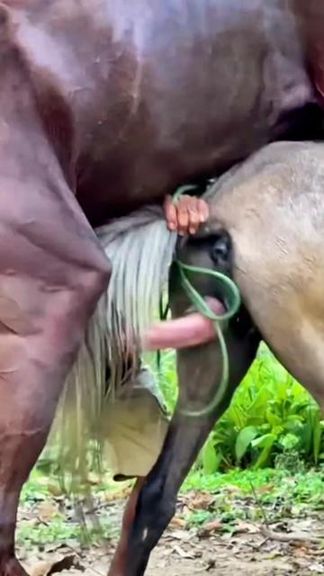 @horsebreeder