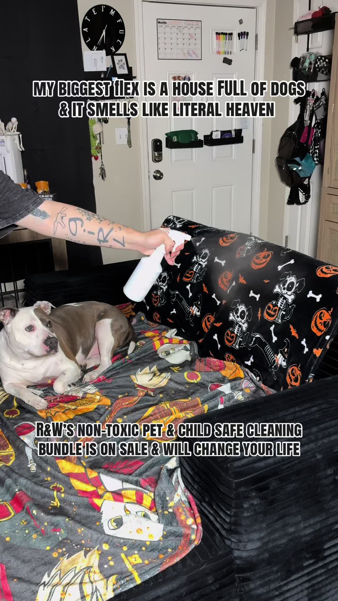 @kai•thedogmother🐾