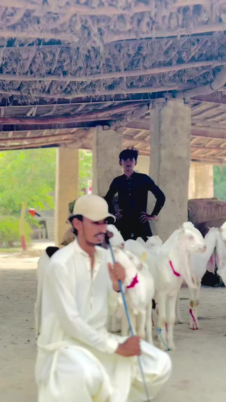 @✨.زاهد سولنگي واپاري. 🐐