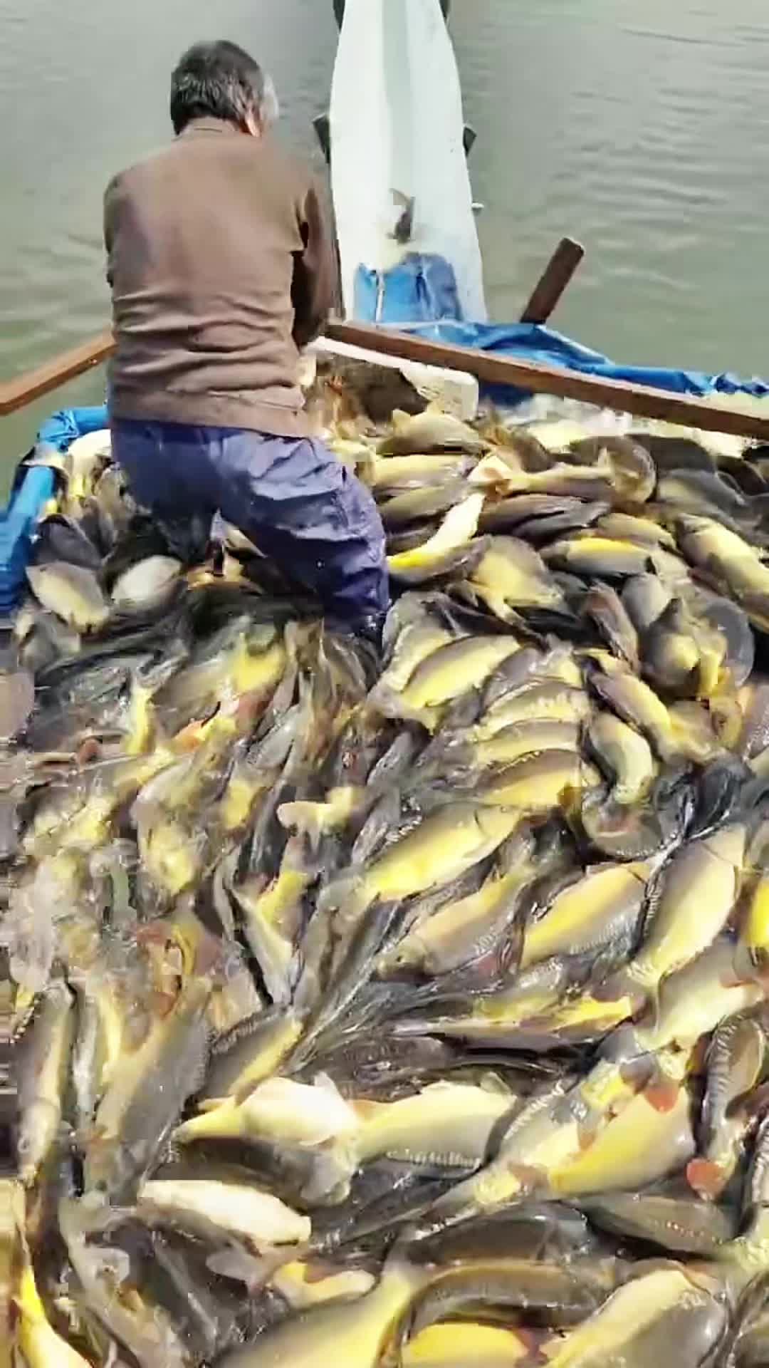 @Fishing King