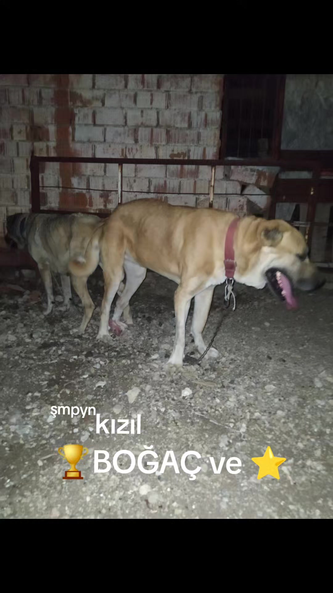 @Boz DAĞLI mmttnr Dev yarenleri
