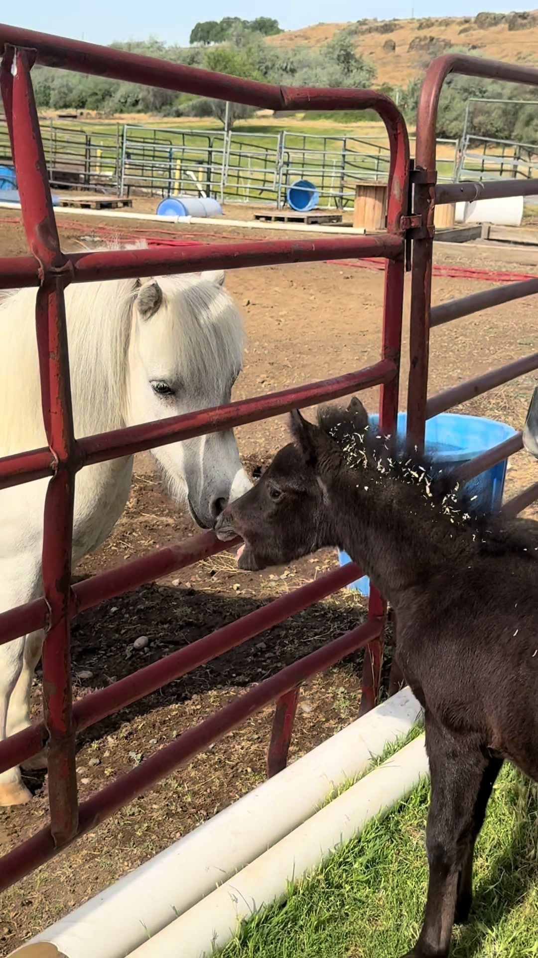 @Hot Sauce the Mini horse 🐎