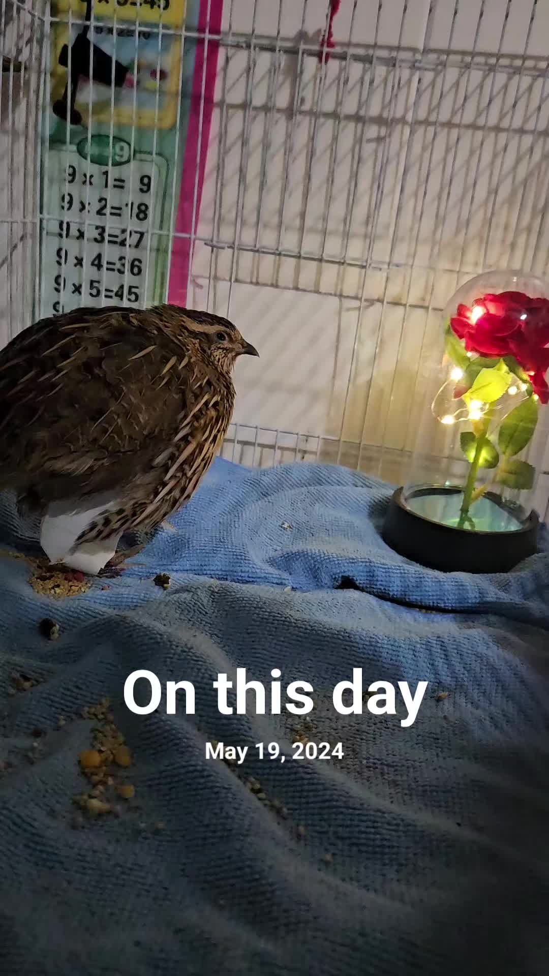 @birdlover123:)