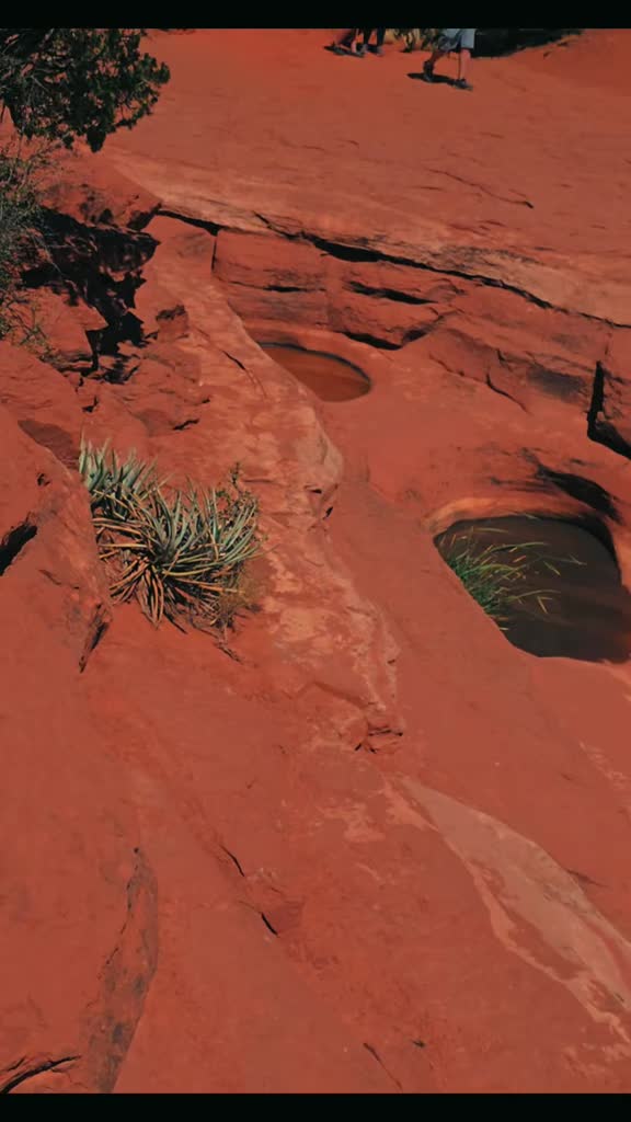 @🌵