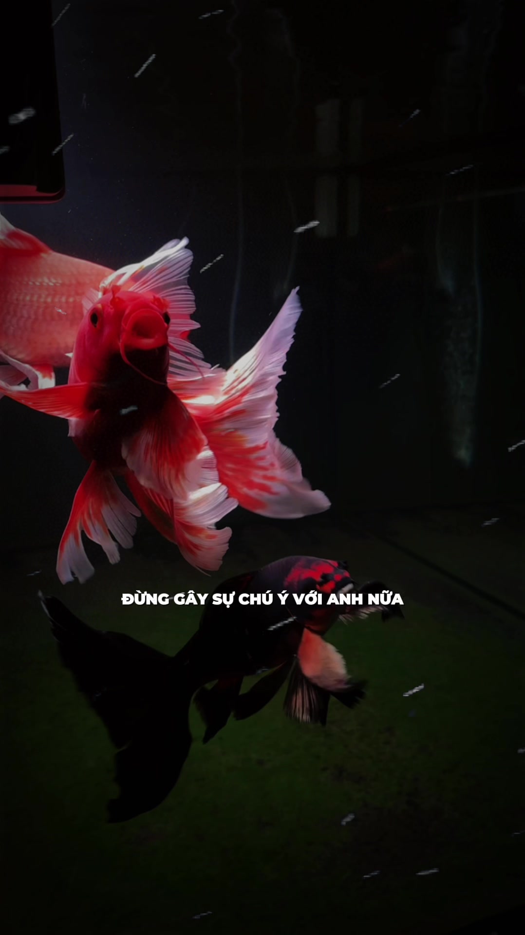 @Phạm Tiến Lộc