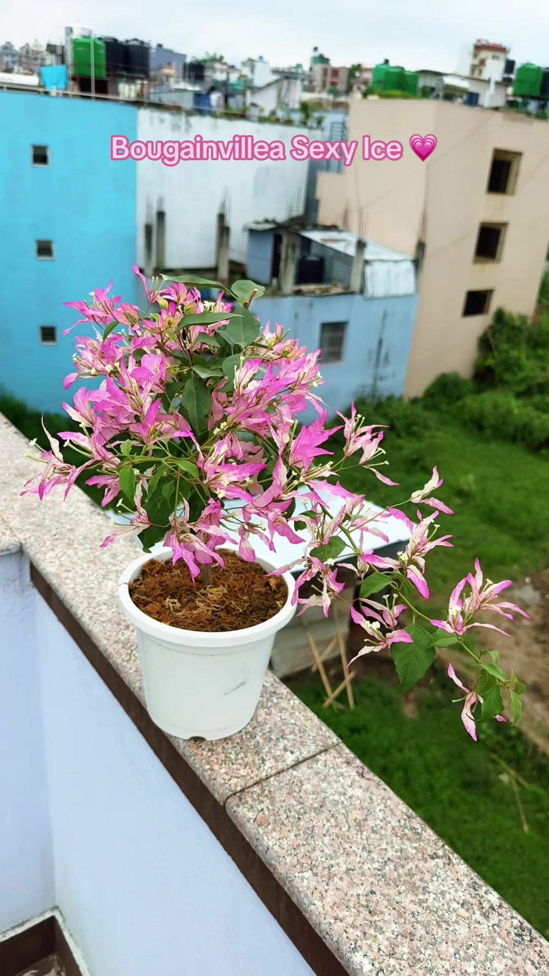 @Plantlife50