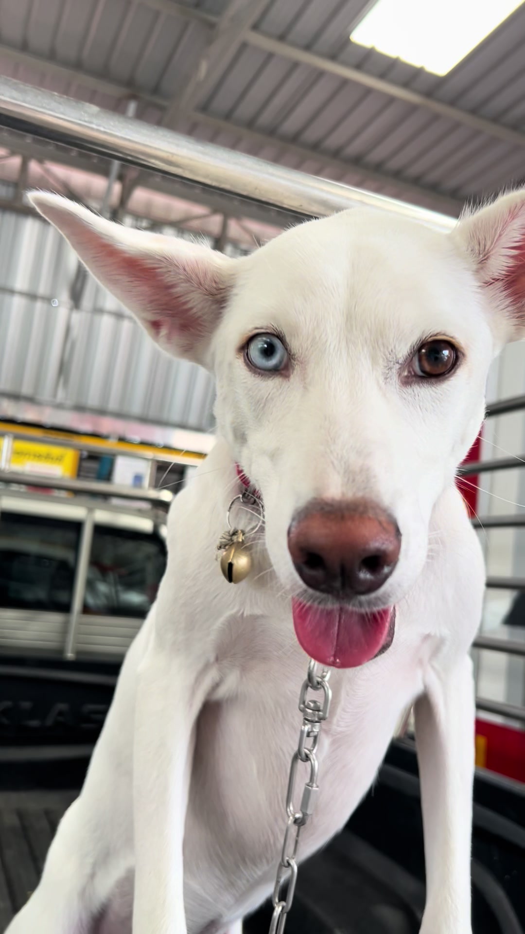 @มะลิตาฟ้าาาาา🐕🐶💫