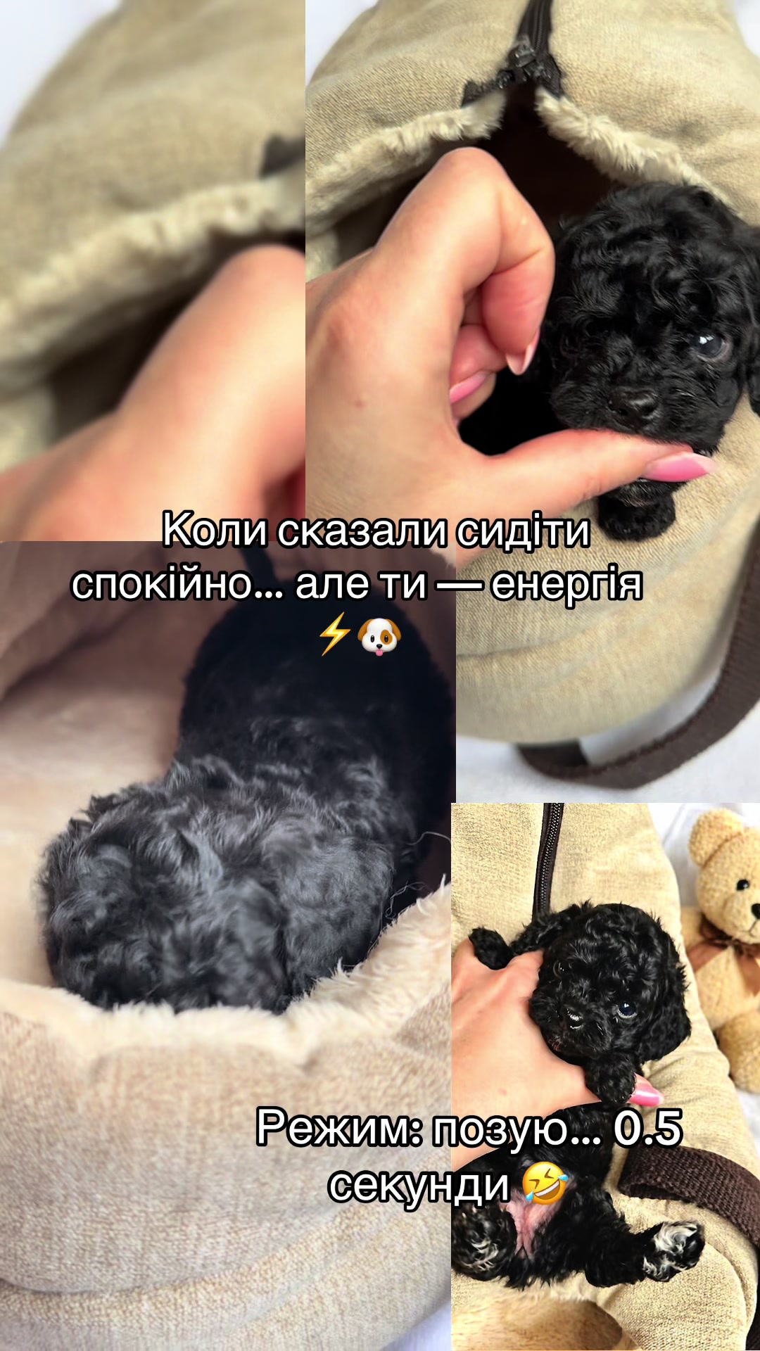 @toypoodlemaltipoo_puppie