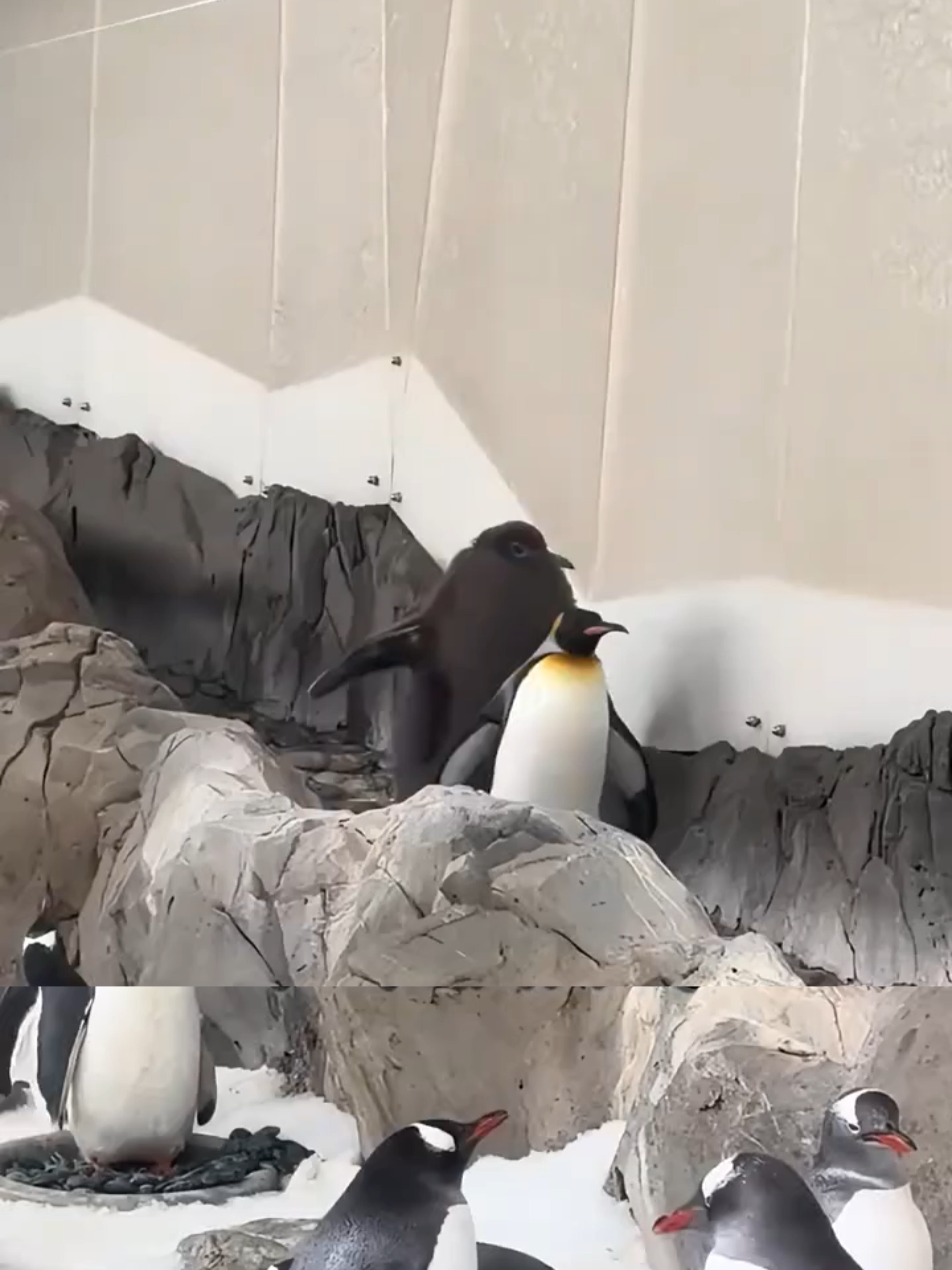@Mundo dos Animais