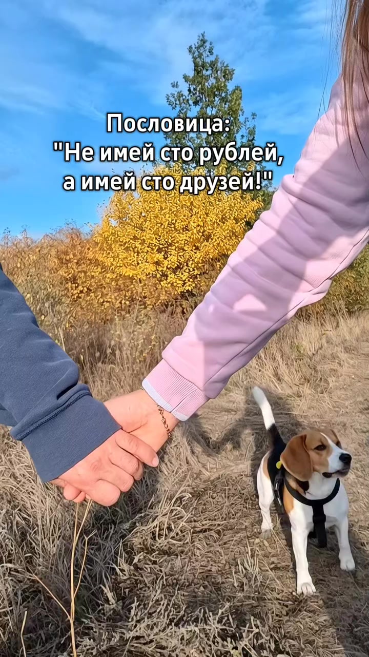 @Бигль Сэм и его семья.
