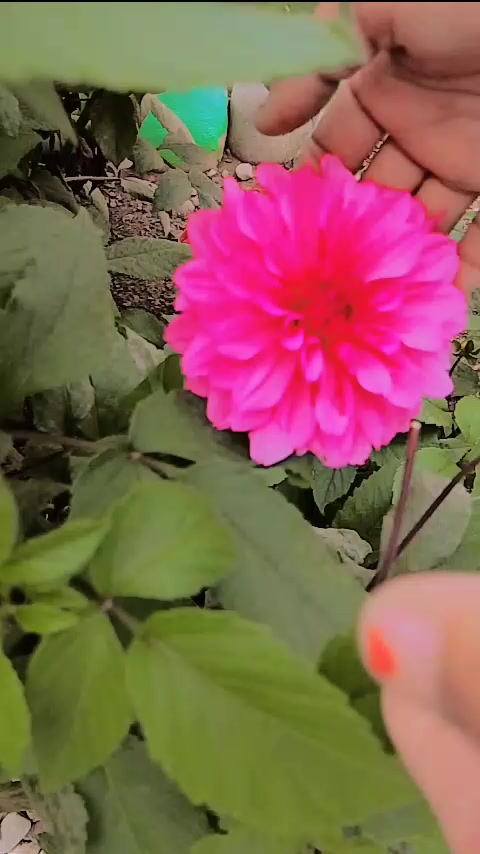 @manu oli