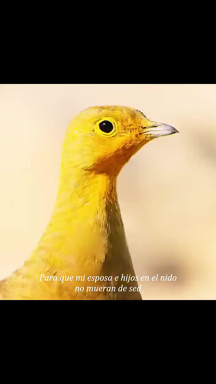 @vgwyeq