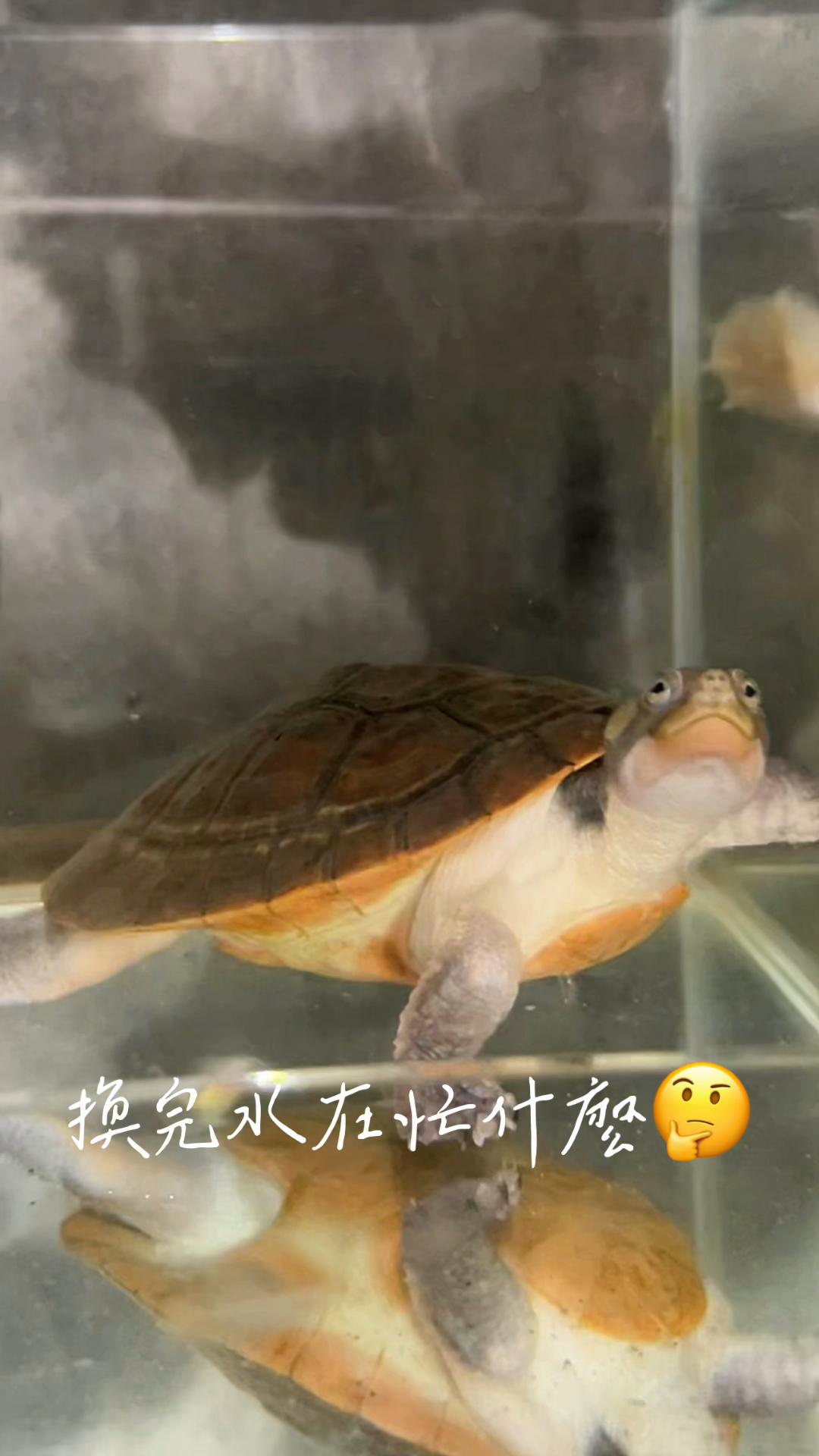 @lai10lai10
