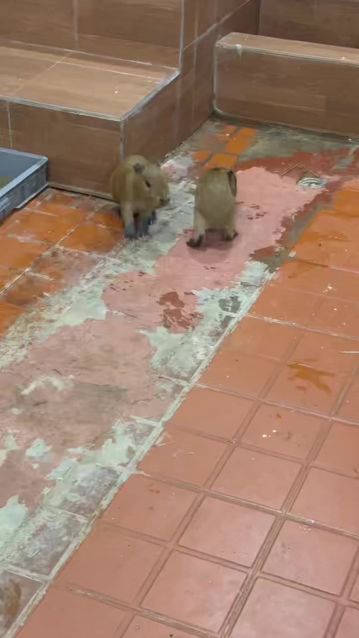 @capybara121224