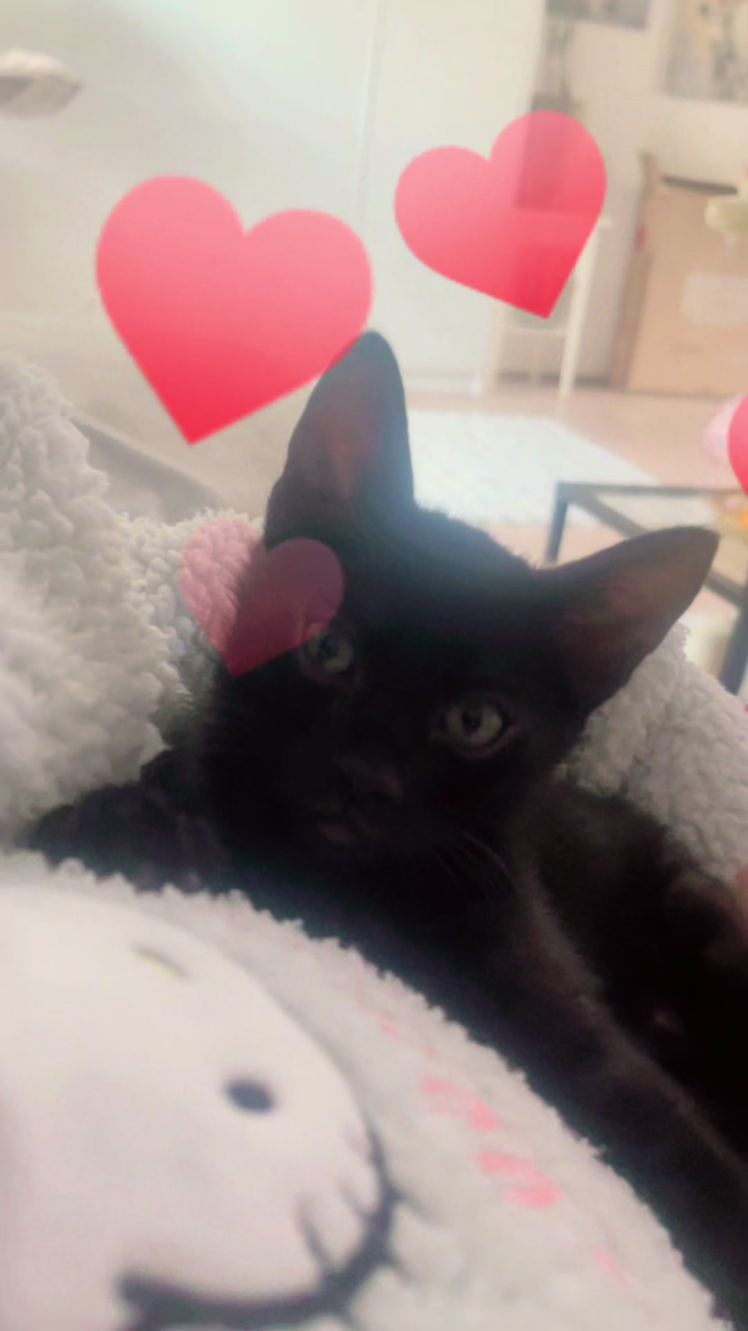 @sweet4bambi♥️Bengalkitten