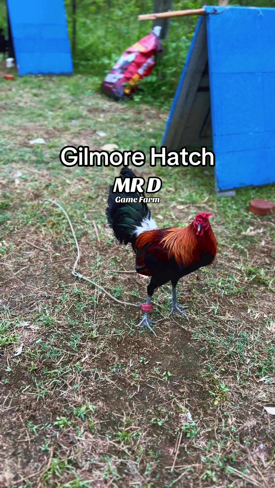 @MR D Game Farm