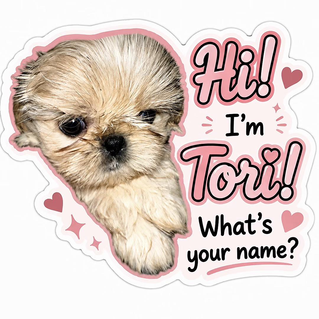 @Twilight Shih Tzu