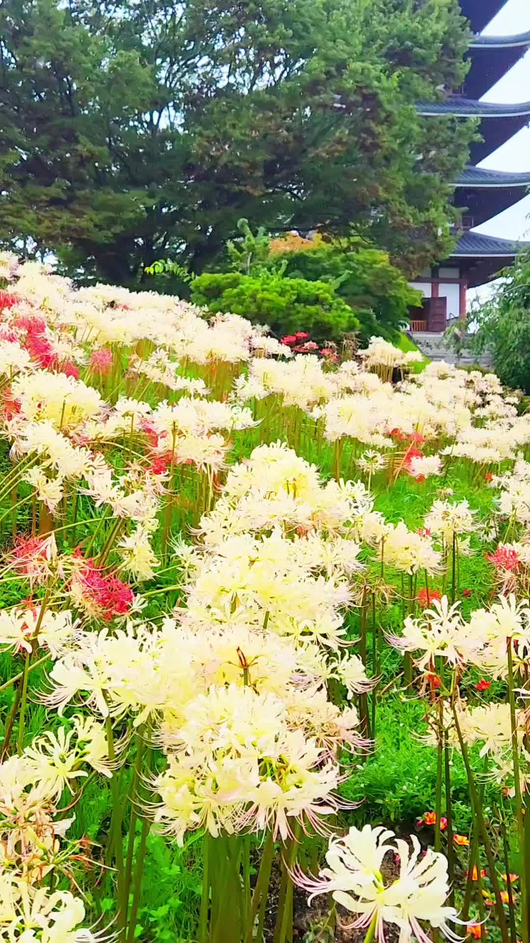 @ばっしー 東北を旅する人