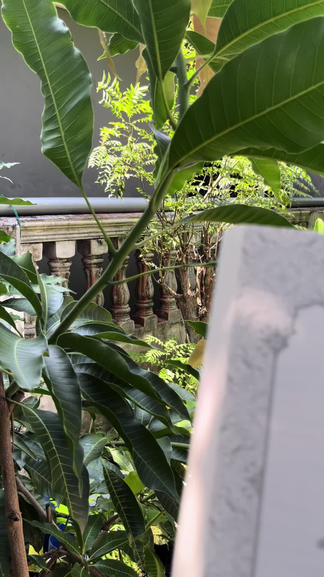 @Ash-Shathibi