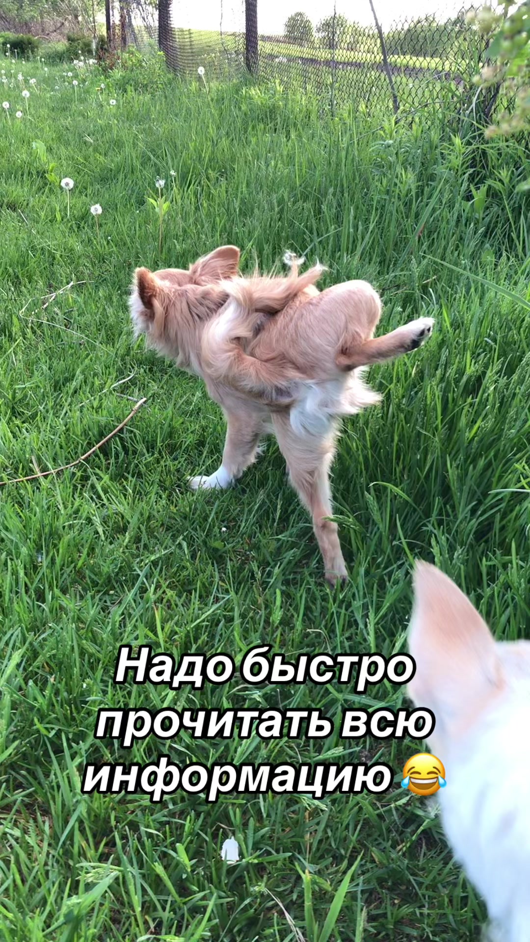 @dinastar_susan