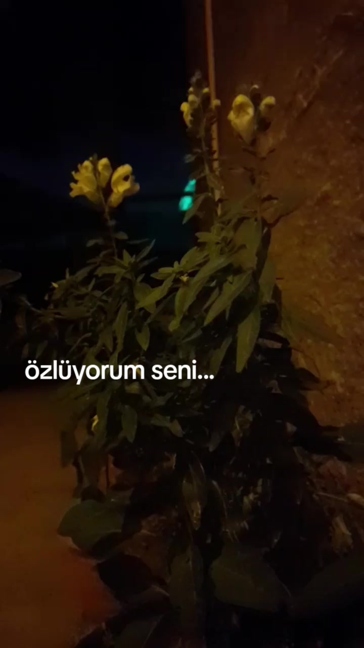 @SibeL@LeM🤪