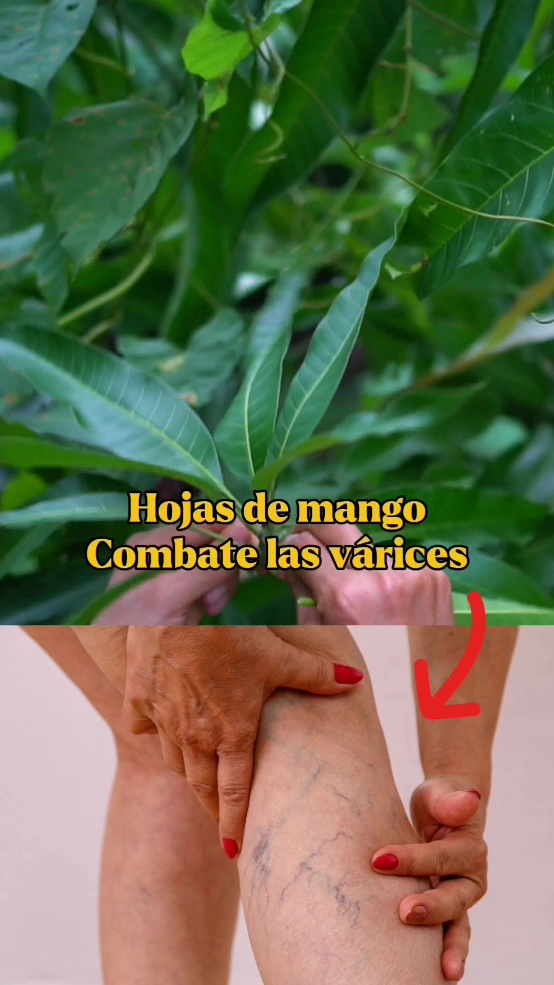 @Monte.sientovivo