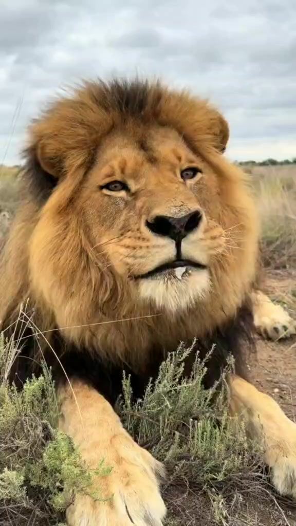 @LION MOTIVATION 🇨🇩🇨🇩🇨🇩