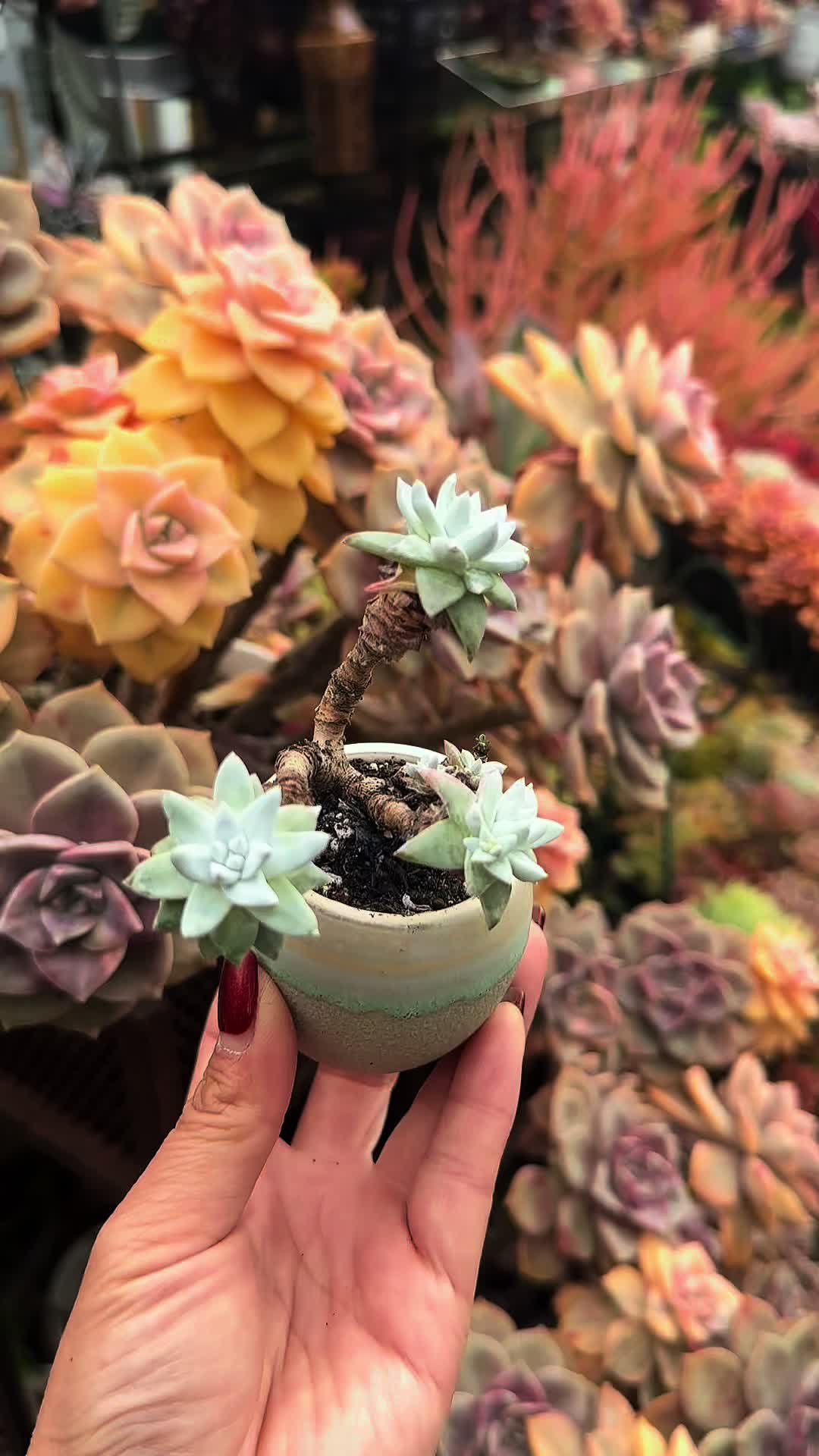 @euphoriablooms