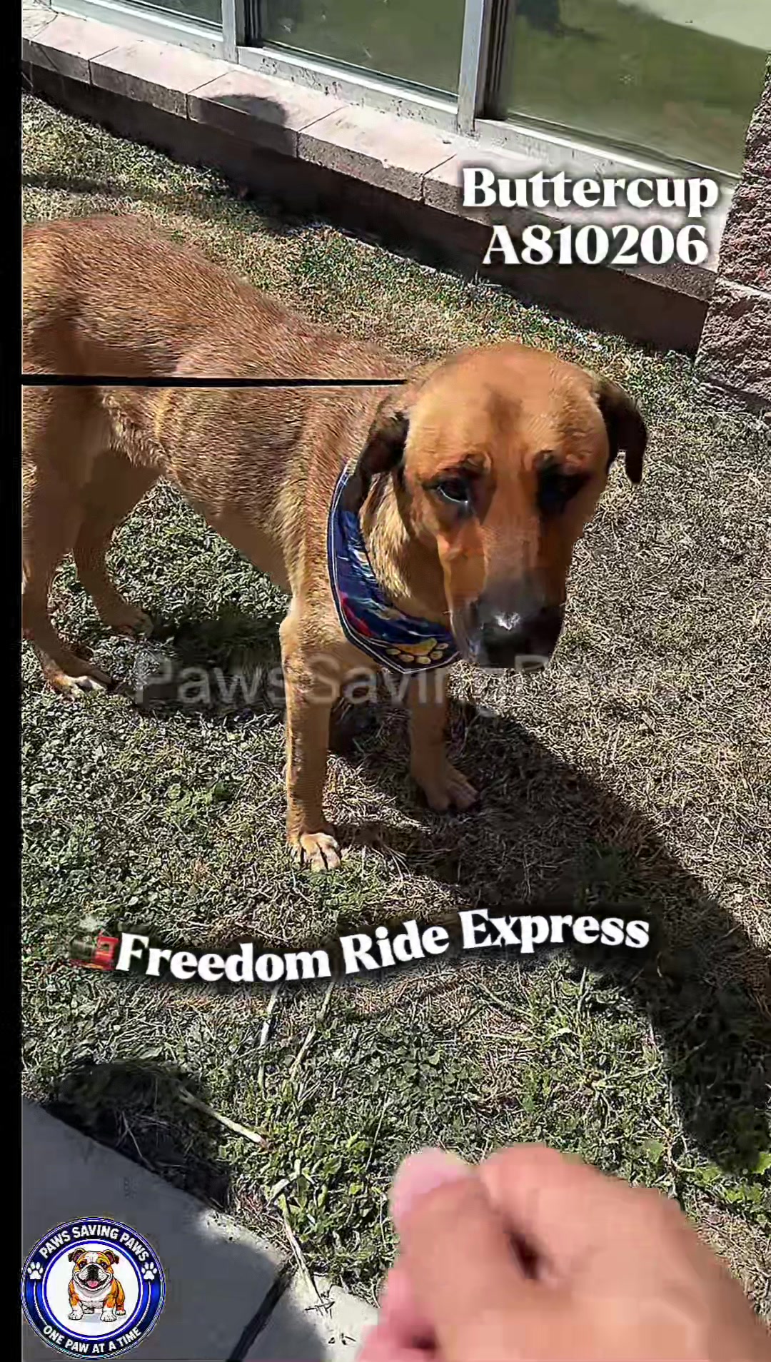 @pawssavingpaws