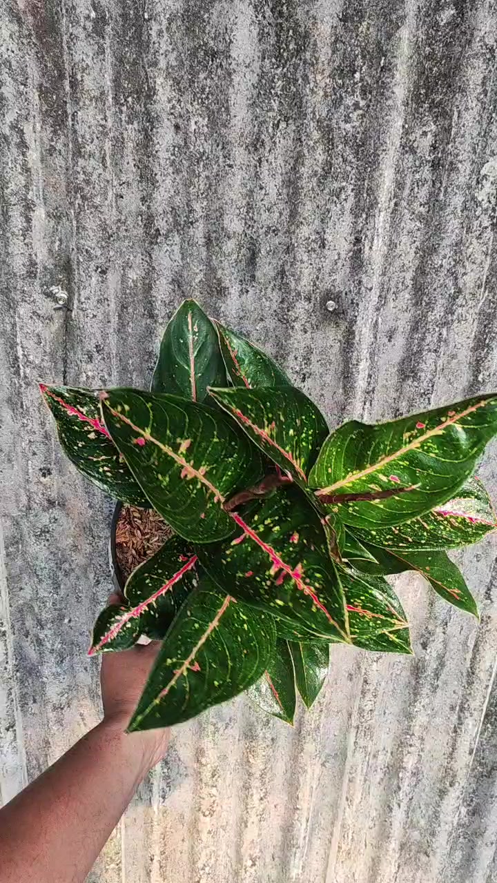 @Ronaldo_Aglaonema