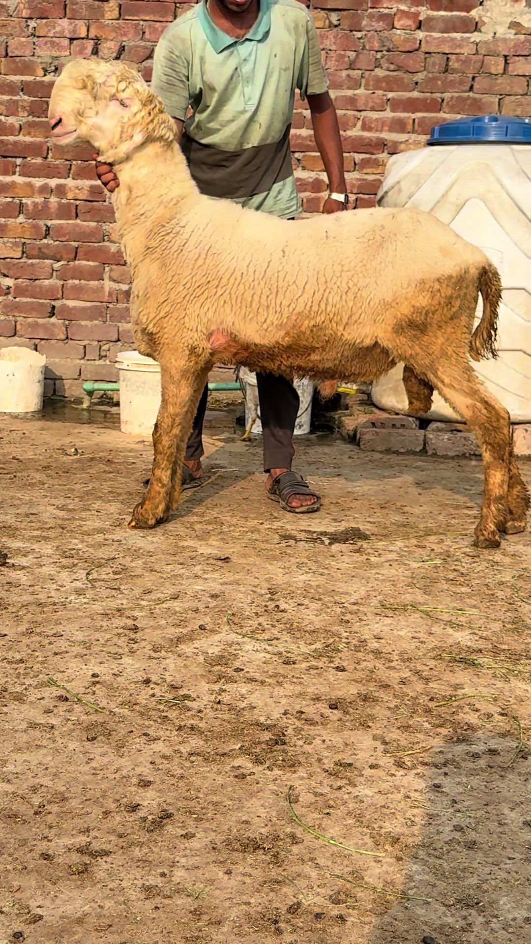 @Shiraz livestock