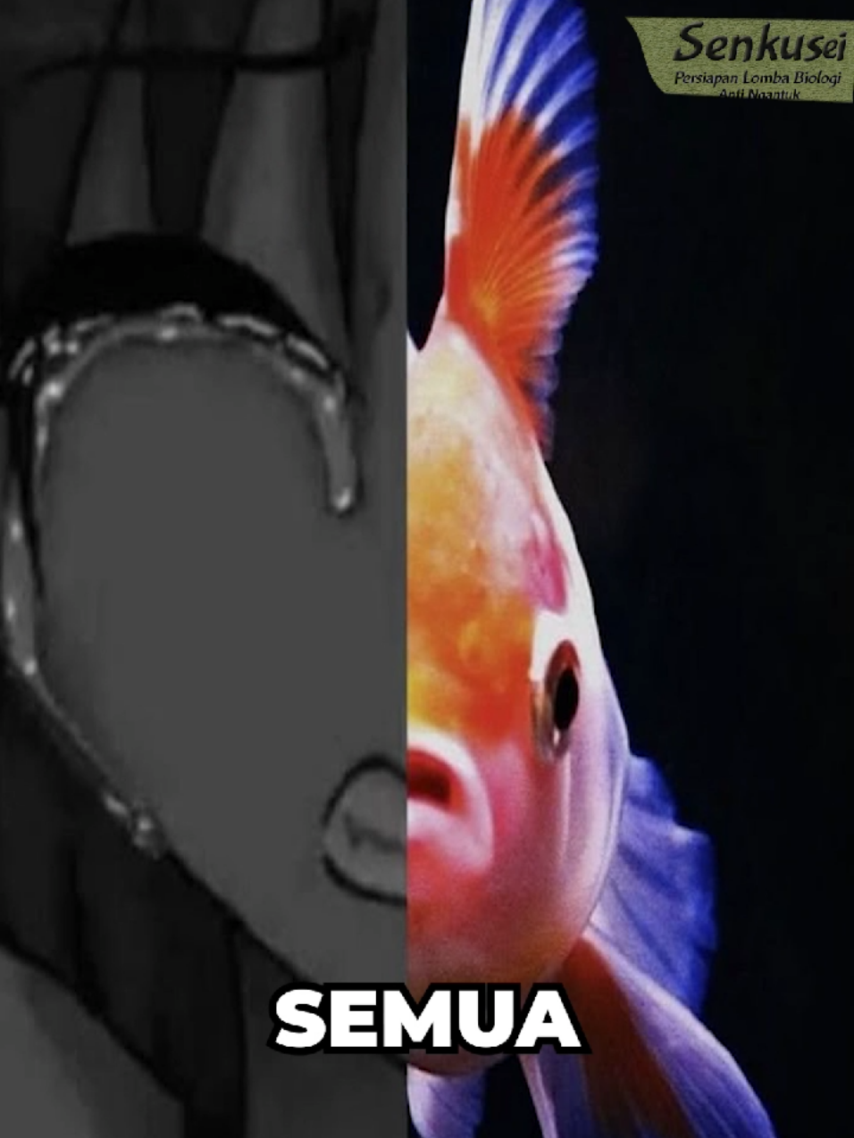 @Senku Sensei