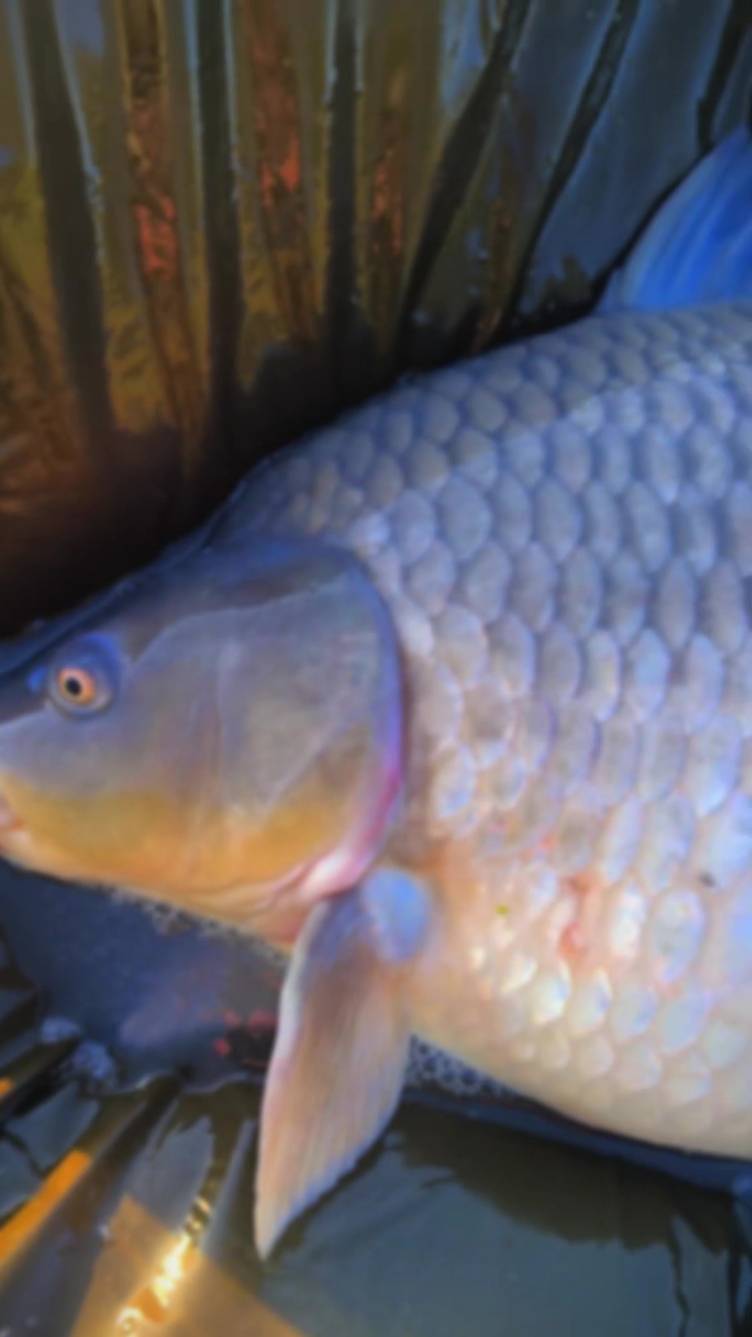 @Jocarpfishing