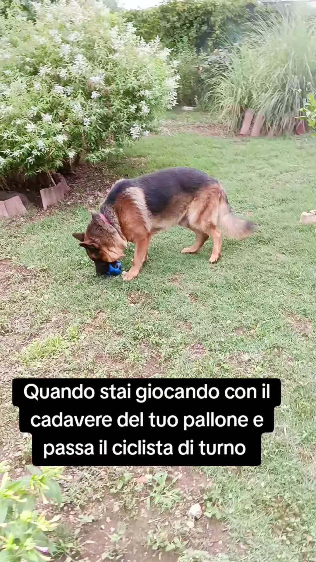 @Ale4Pets