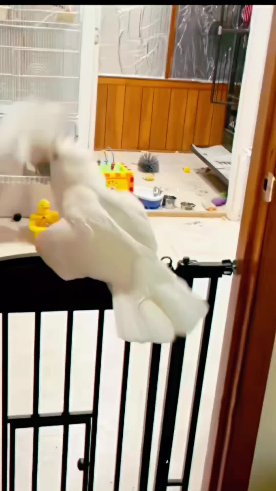 @Cute little pet 💕